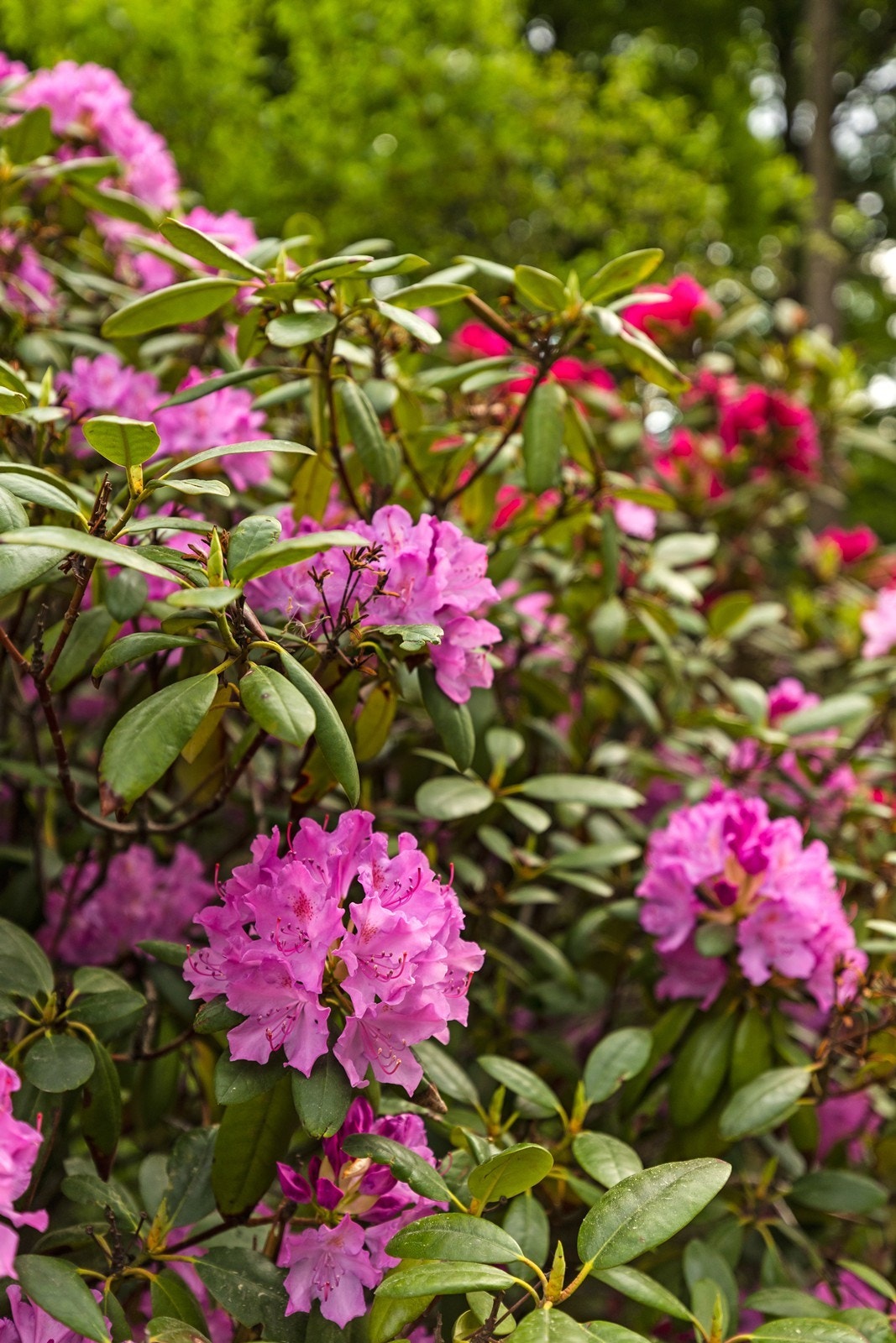 Utebilde. Galleribilde