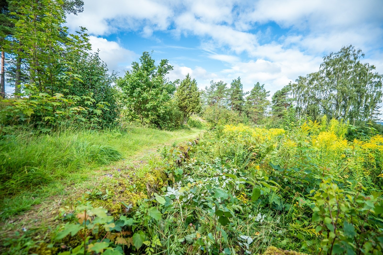 Stemningsbilde fra tomteområdet Galleribilde