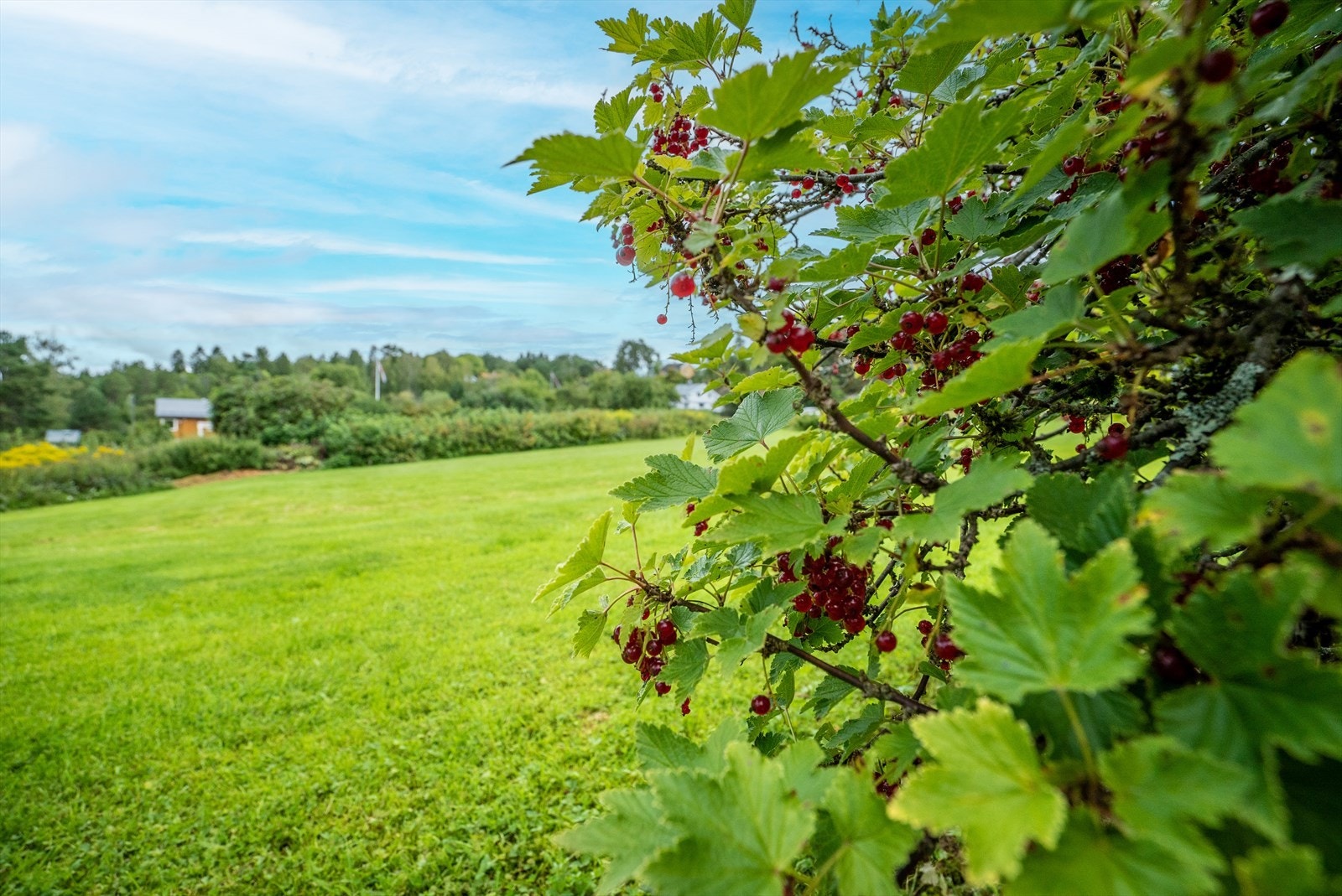 Stemningsbilde fra tomteområdet Galleribilde