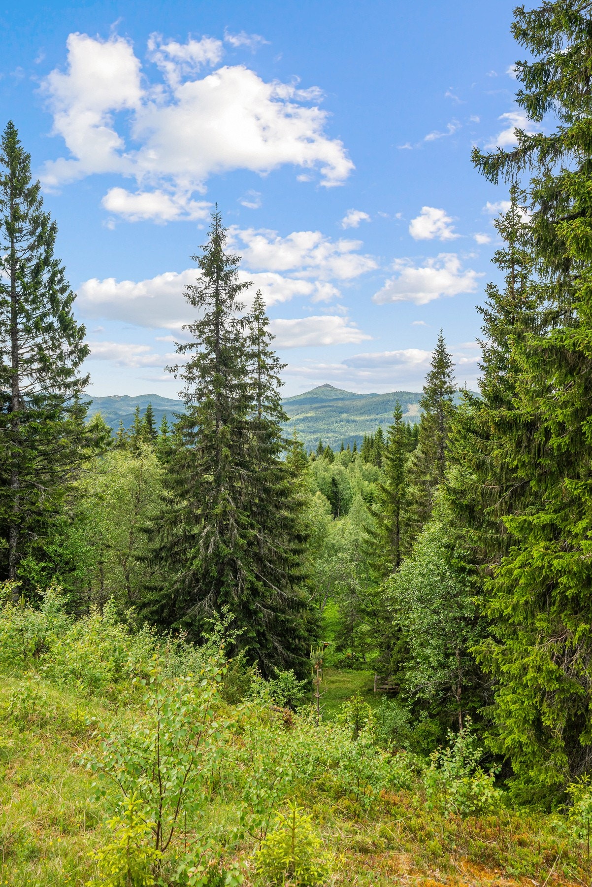 Utsikt fra eiendommen, hvor man har potensiale for veldig my bedre utsikt Galleribilde