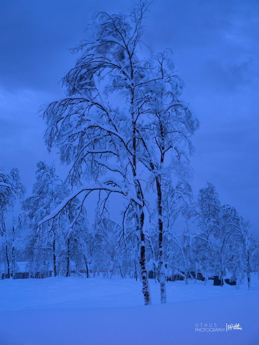 Stemning i Blomsetlia Galleribilde