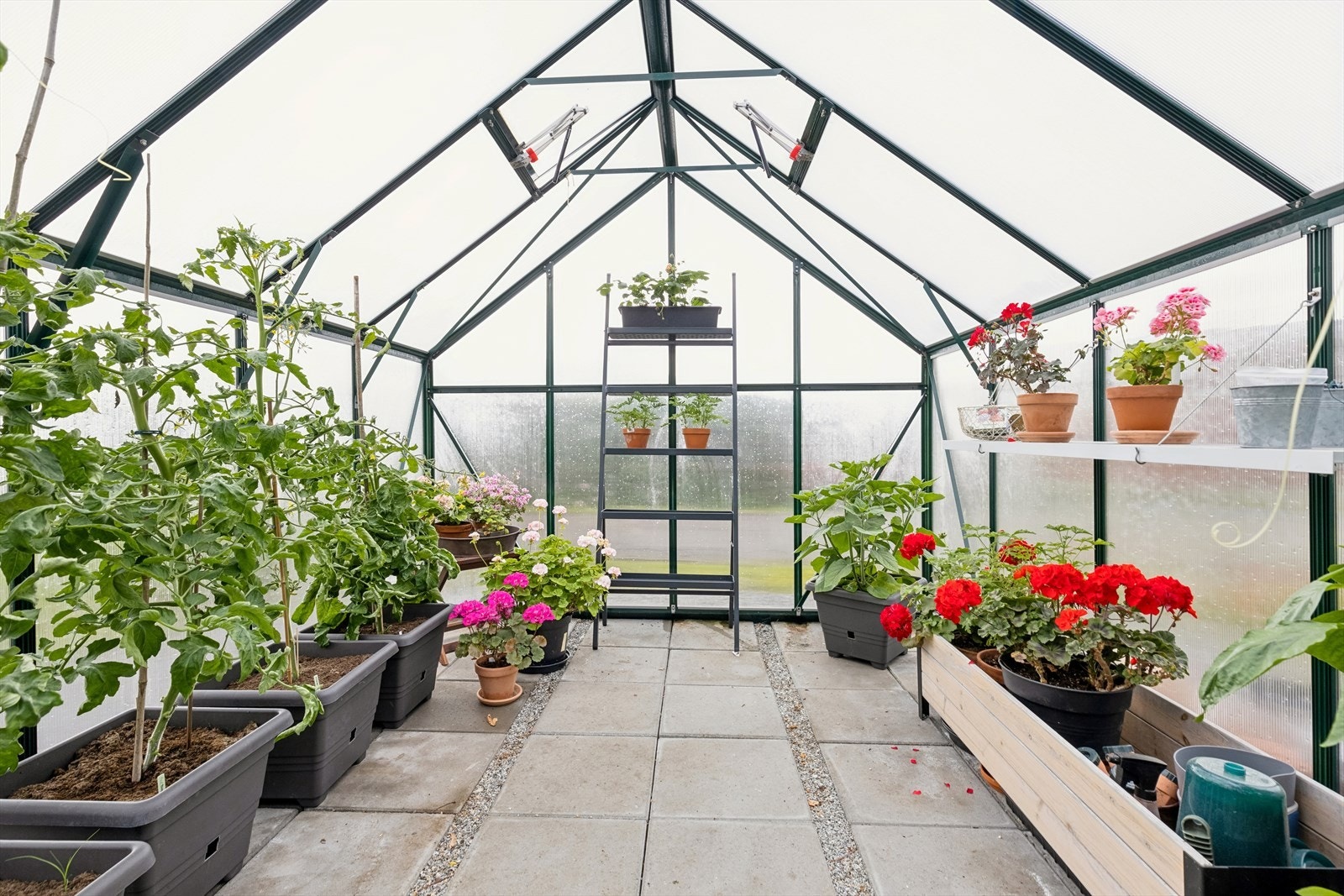 Pent drivhus i hagen. Galleribilde