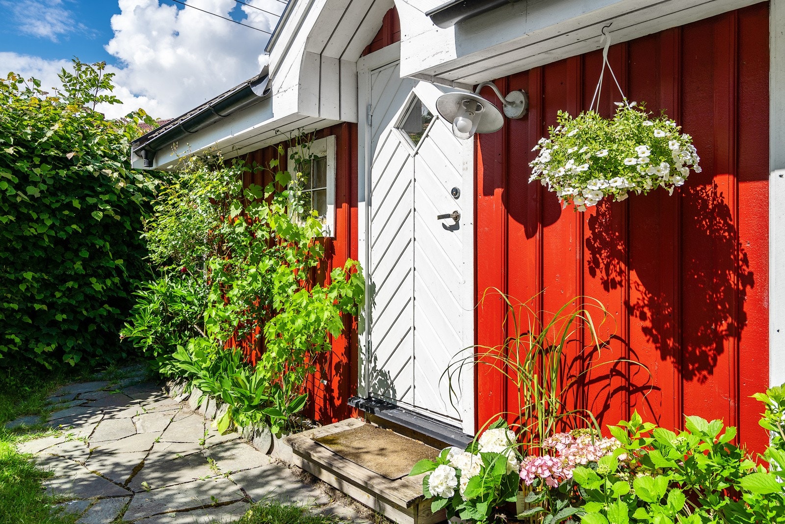 Drueklasene koser seg i sola gjennom sommeren og er klare til å høstes i oktober Galleribilde