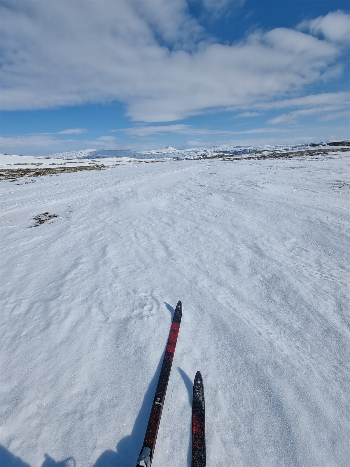 Fjellskitur med Forollhogna (1332 moh) som skimtes i det fjerne Galleribilde