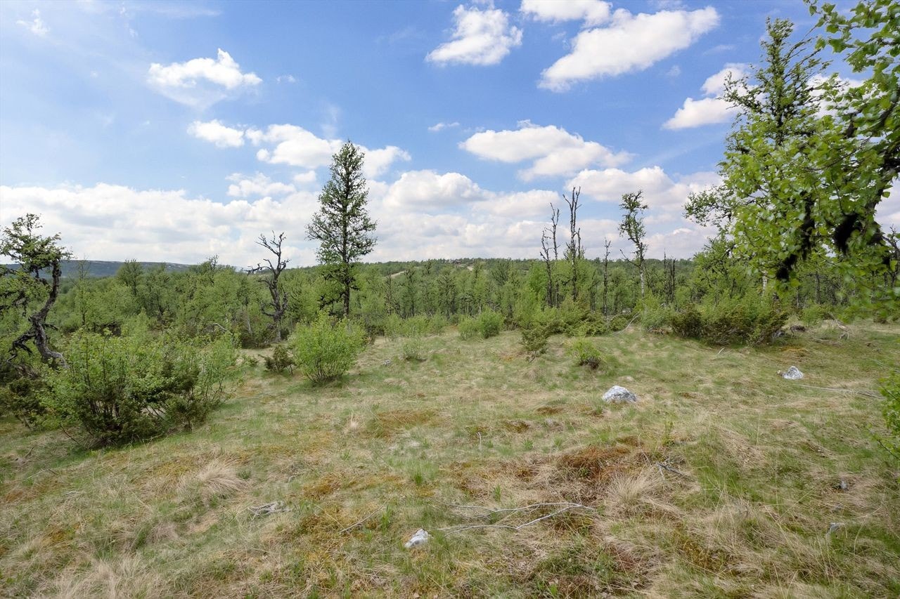 Fra tomta skimtes Skihytta. Galleribilde