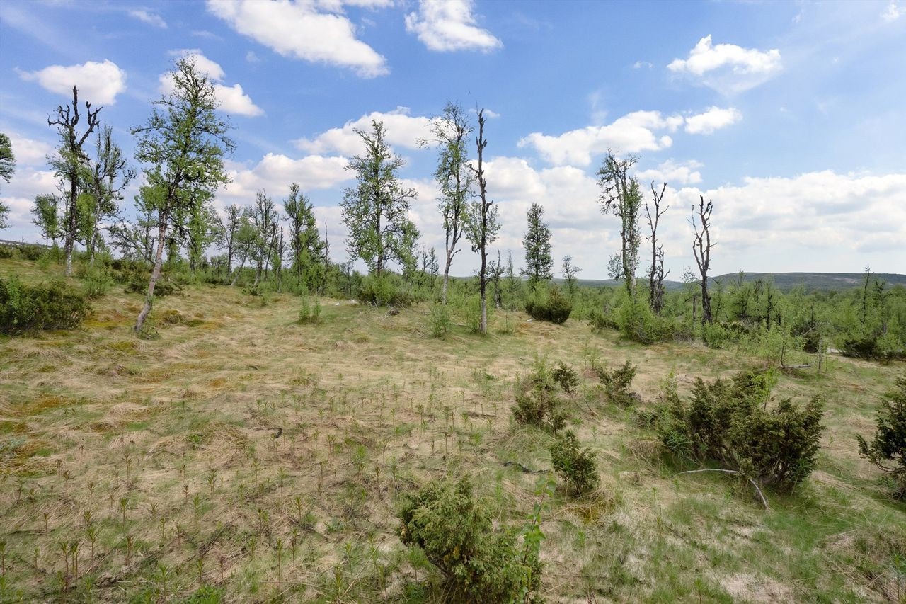 Utsikt mot øst. Galleribilde