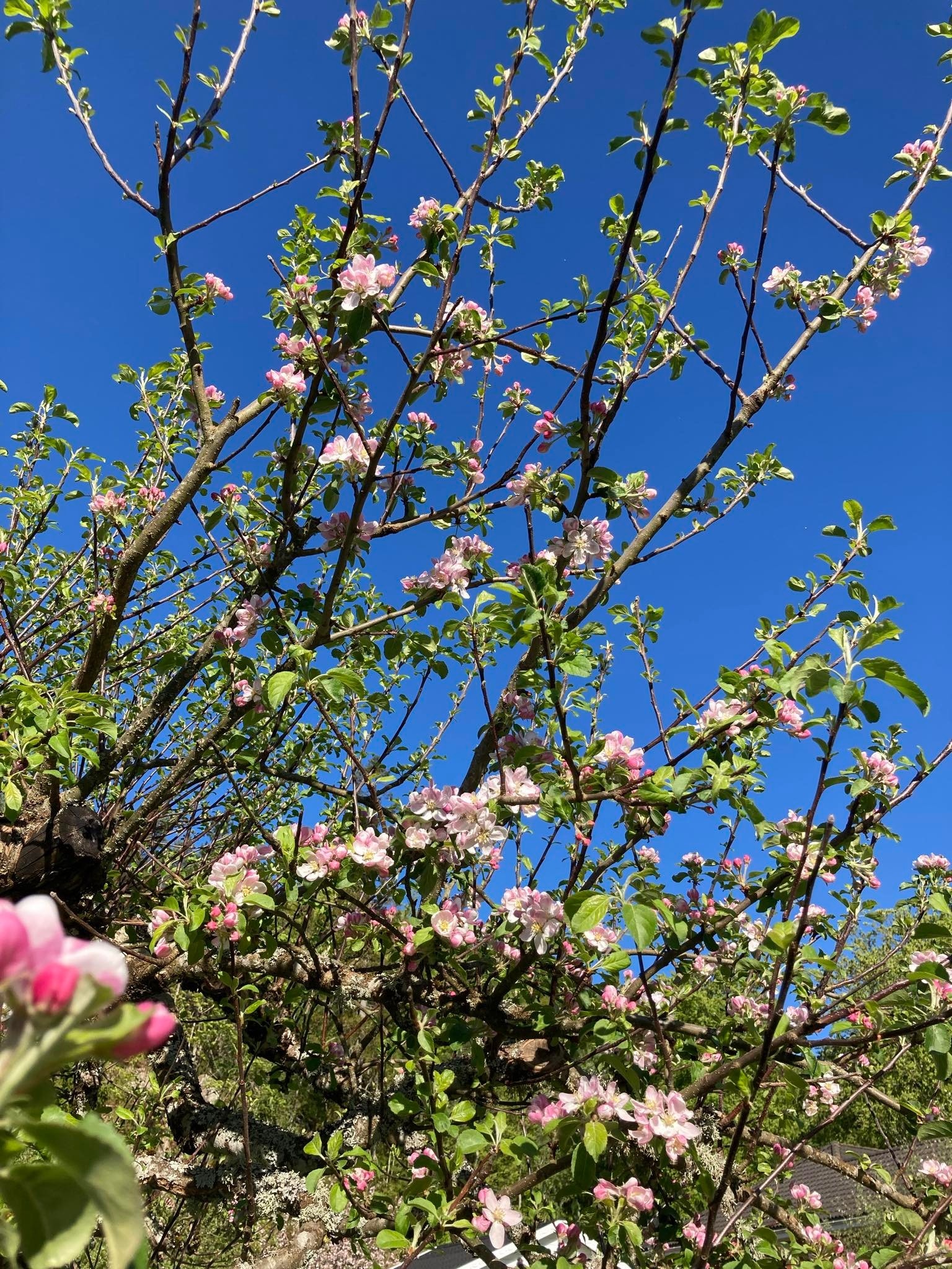 Blomstringen på epletrærne. Bildene er fra forrige leietaker, dagens leietaker har annet inventar. Galleribilde