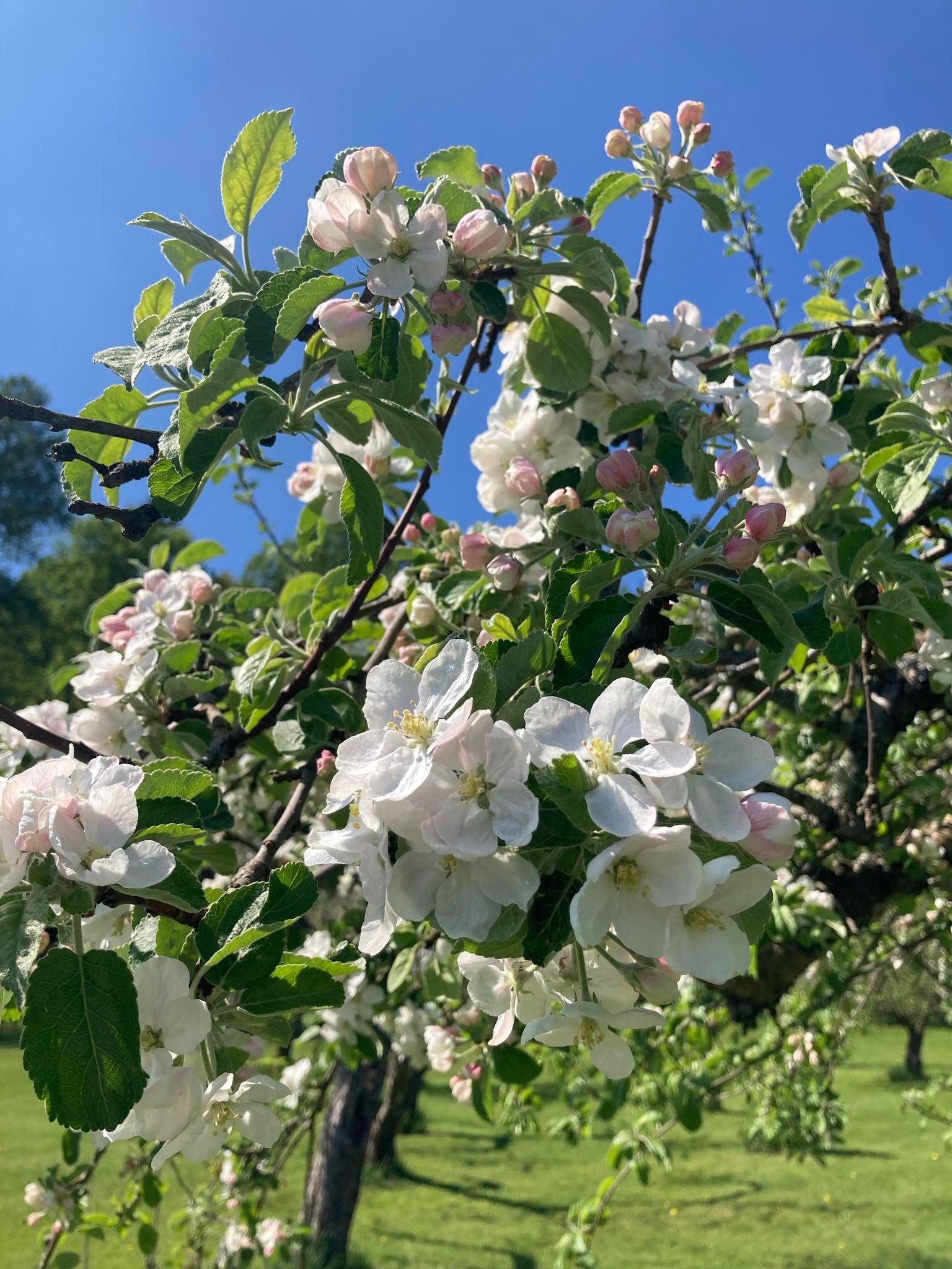 Blomstringen på epletrærne. Bildene er fra forrige leietaker, dagens leietaker har annet inventar. Galleribilde