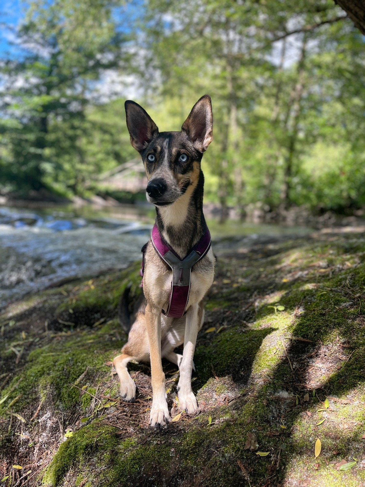 Maisie, som også bor her Galleribilde