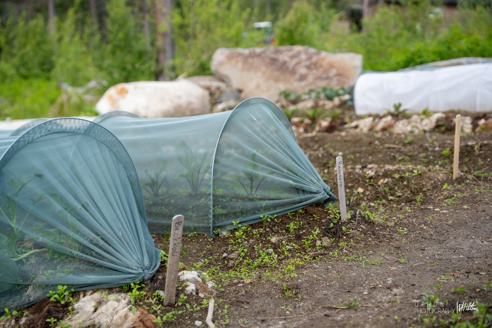 grønnsaker dyrkes og høsten i fellesskap Galleribilde