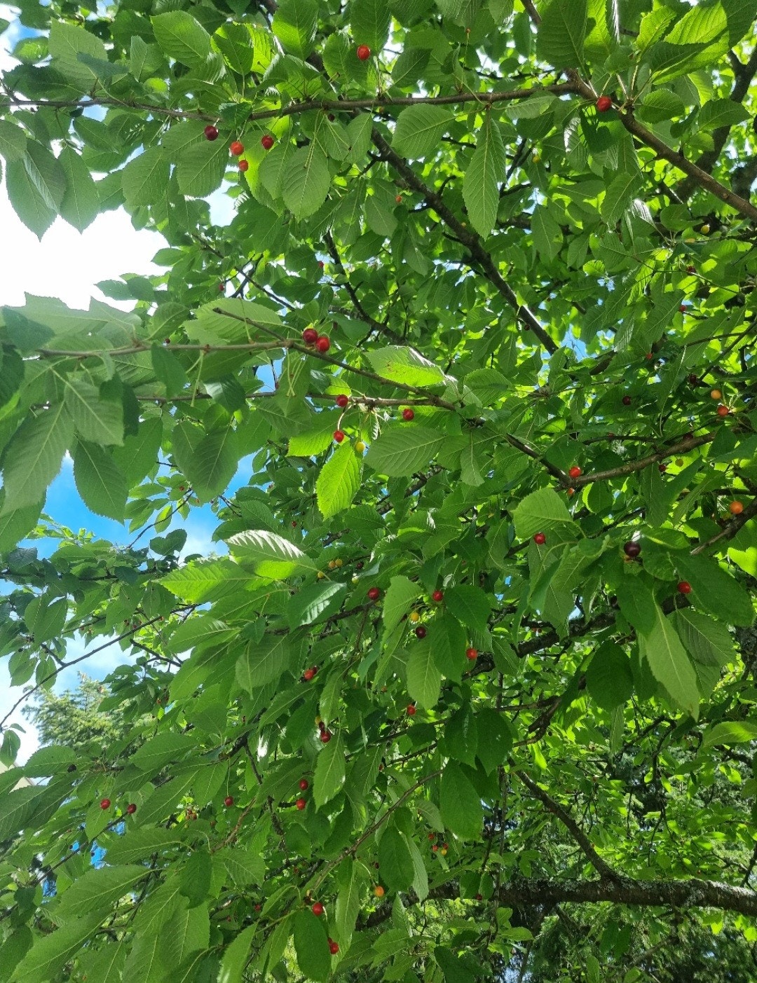 Borettslagets morelltre. Galleribilde