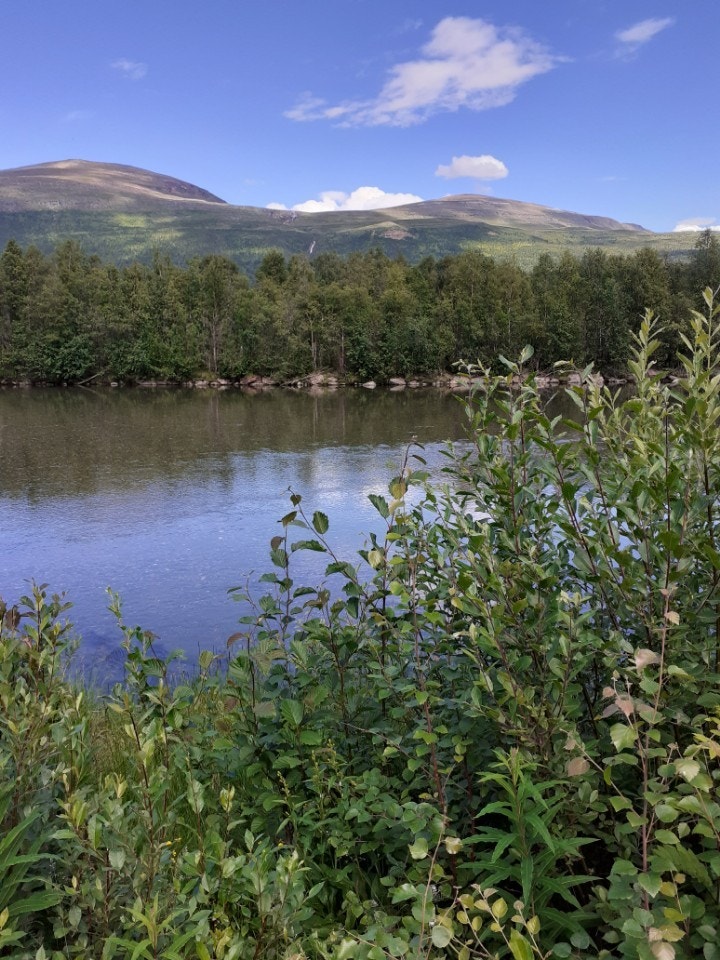 Rostaelva med Tømmerfjellet Galleribilde