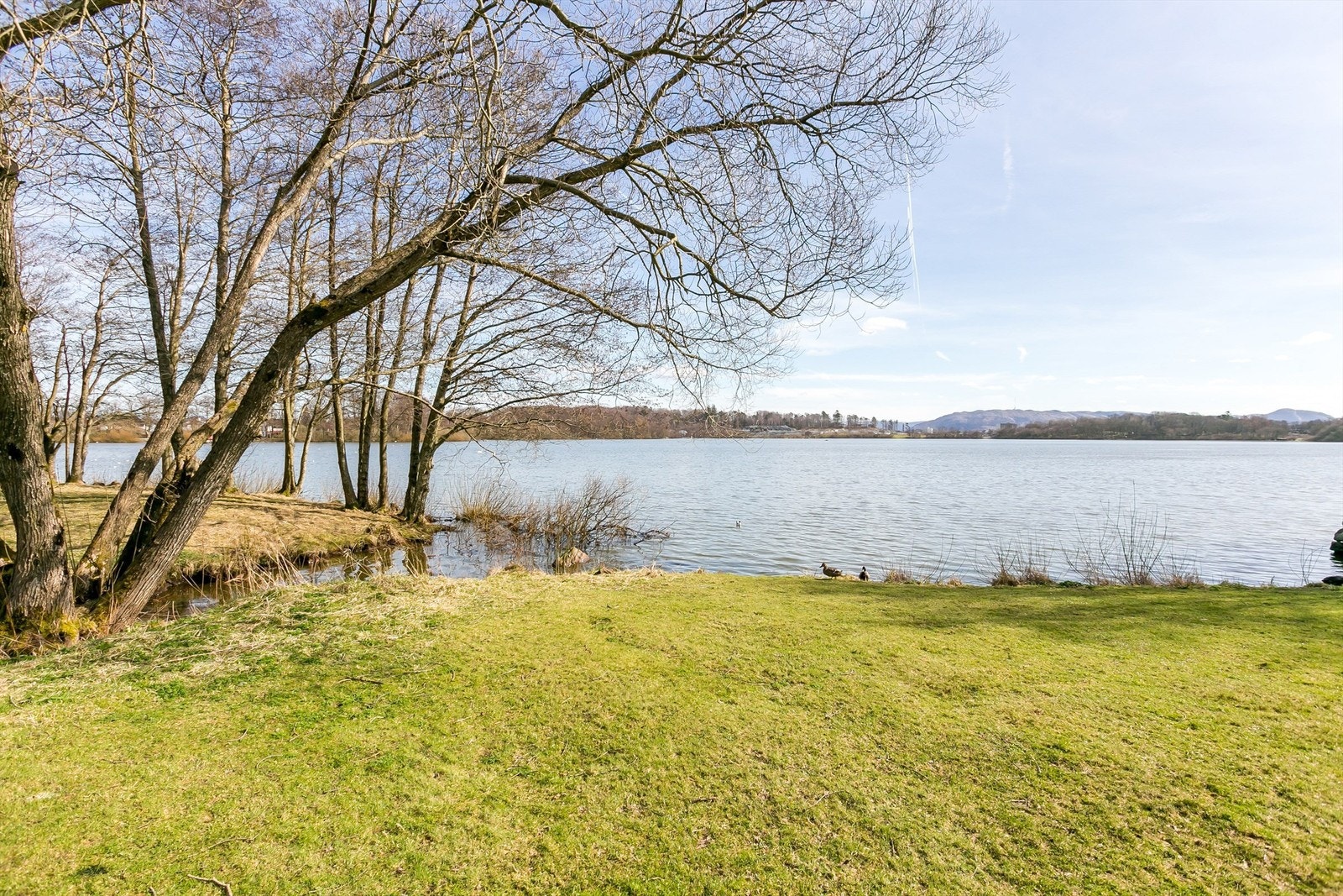 Nærområdet, mosevannet Galleribilde