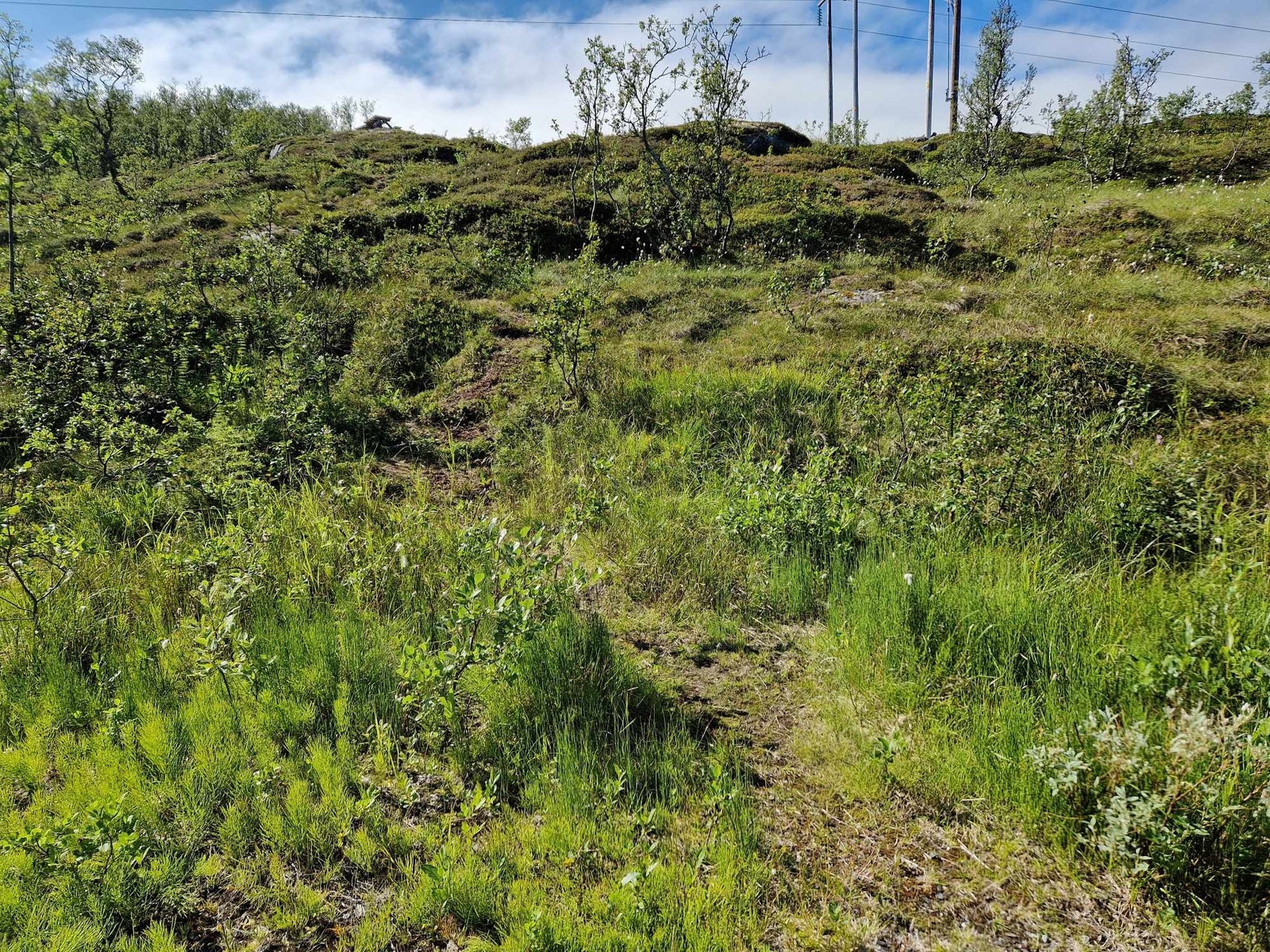 Tomten fremstår som en naturtomt Galleribilde