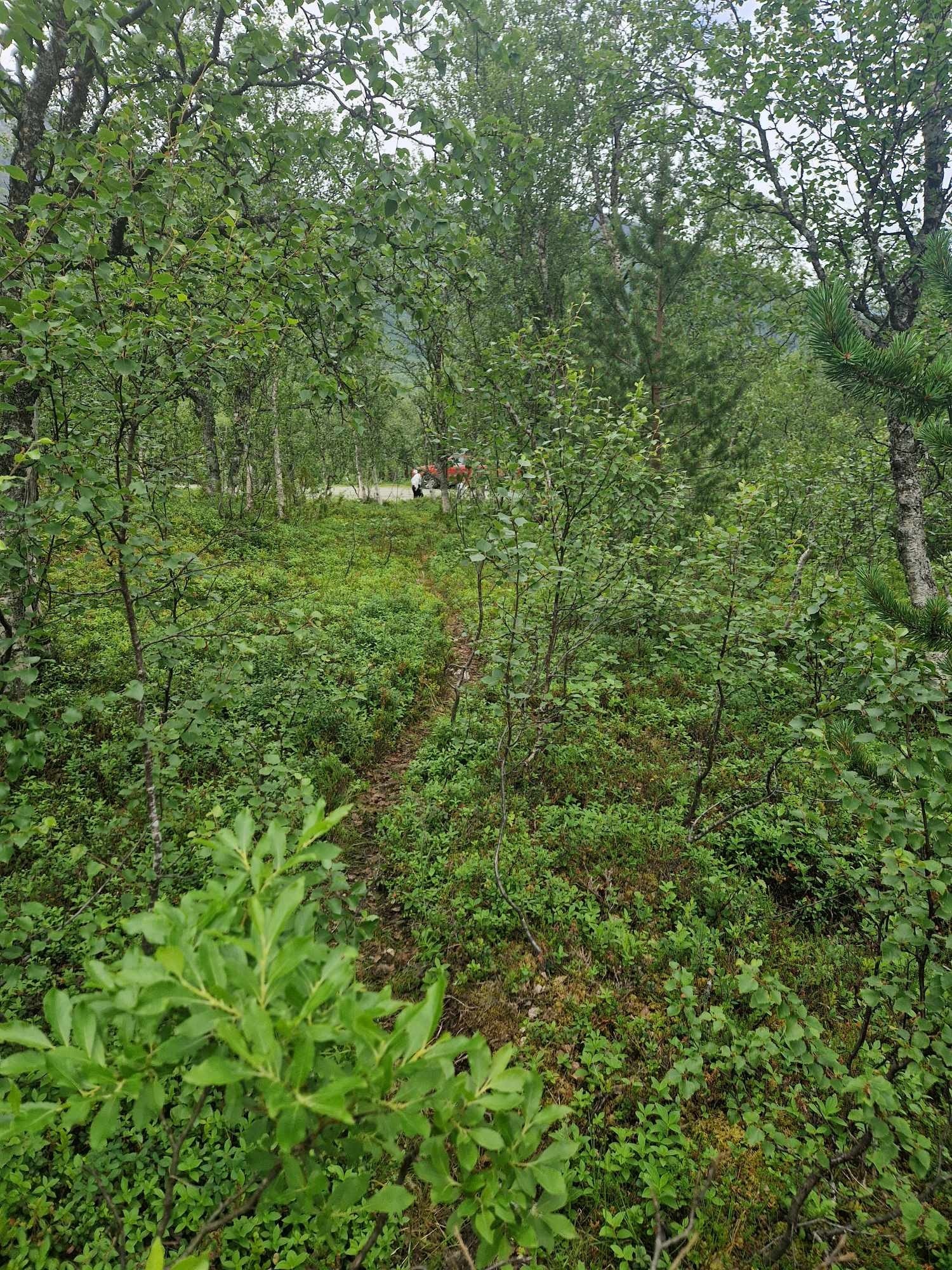 Ser vei fra nederste del av tomt. Galleribilde