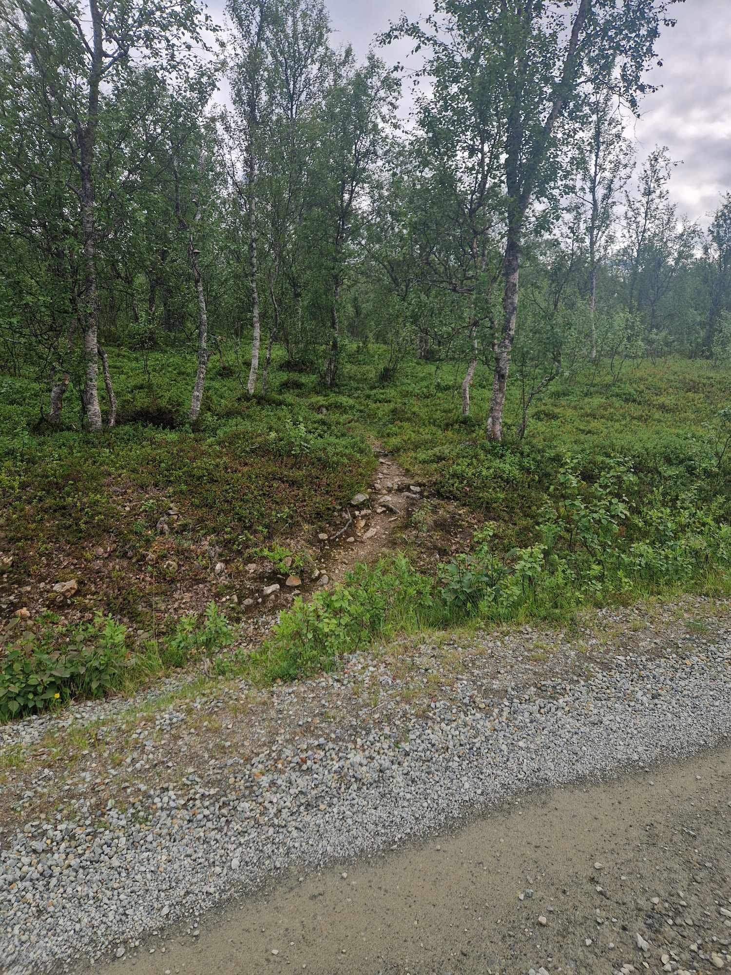 Sti fra vei Galleribilde