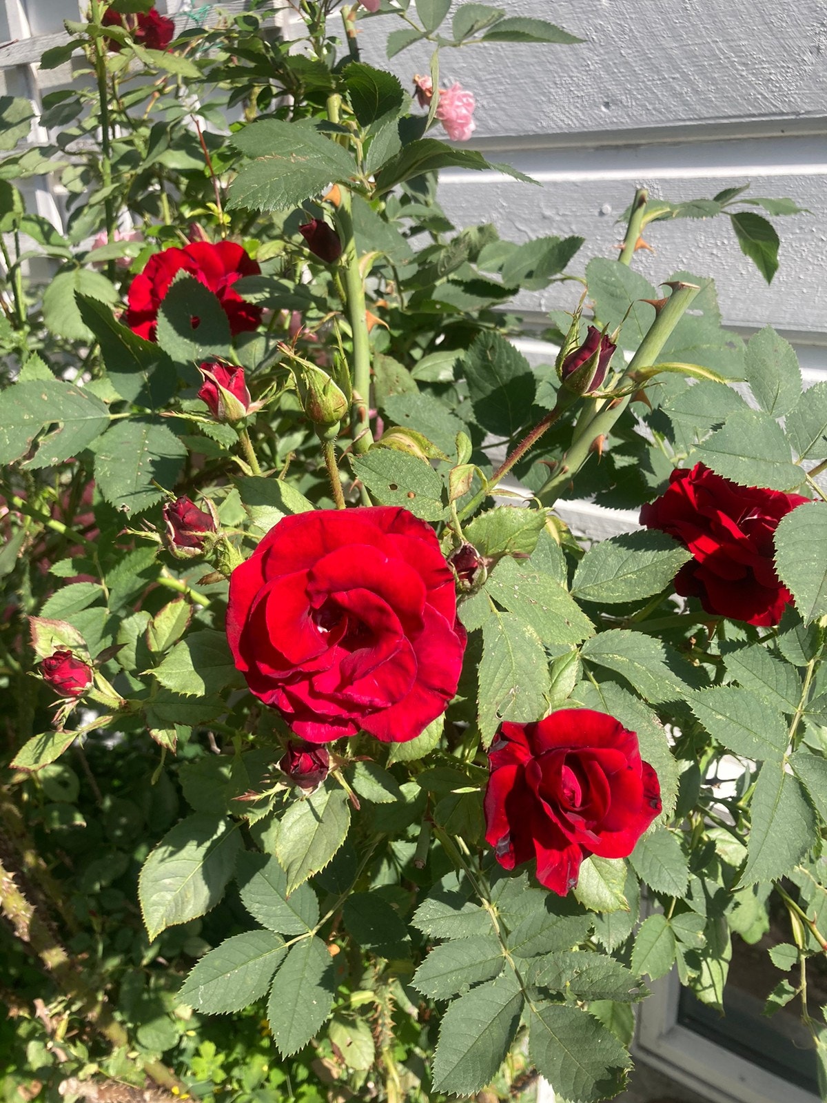 Gammel hage Galleribilde