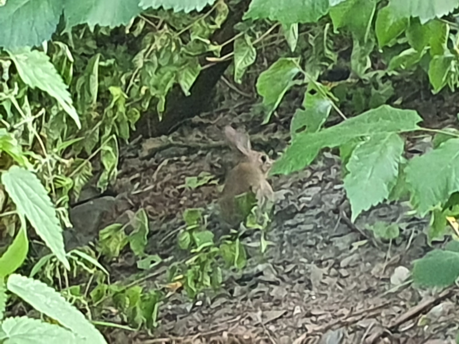 Hare, sett rett utenfor blokken. Galleribilde