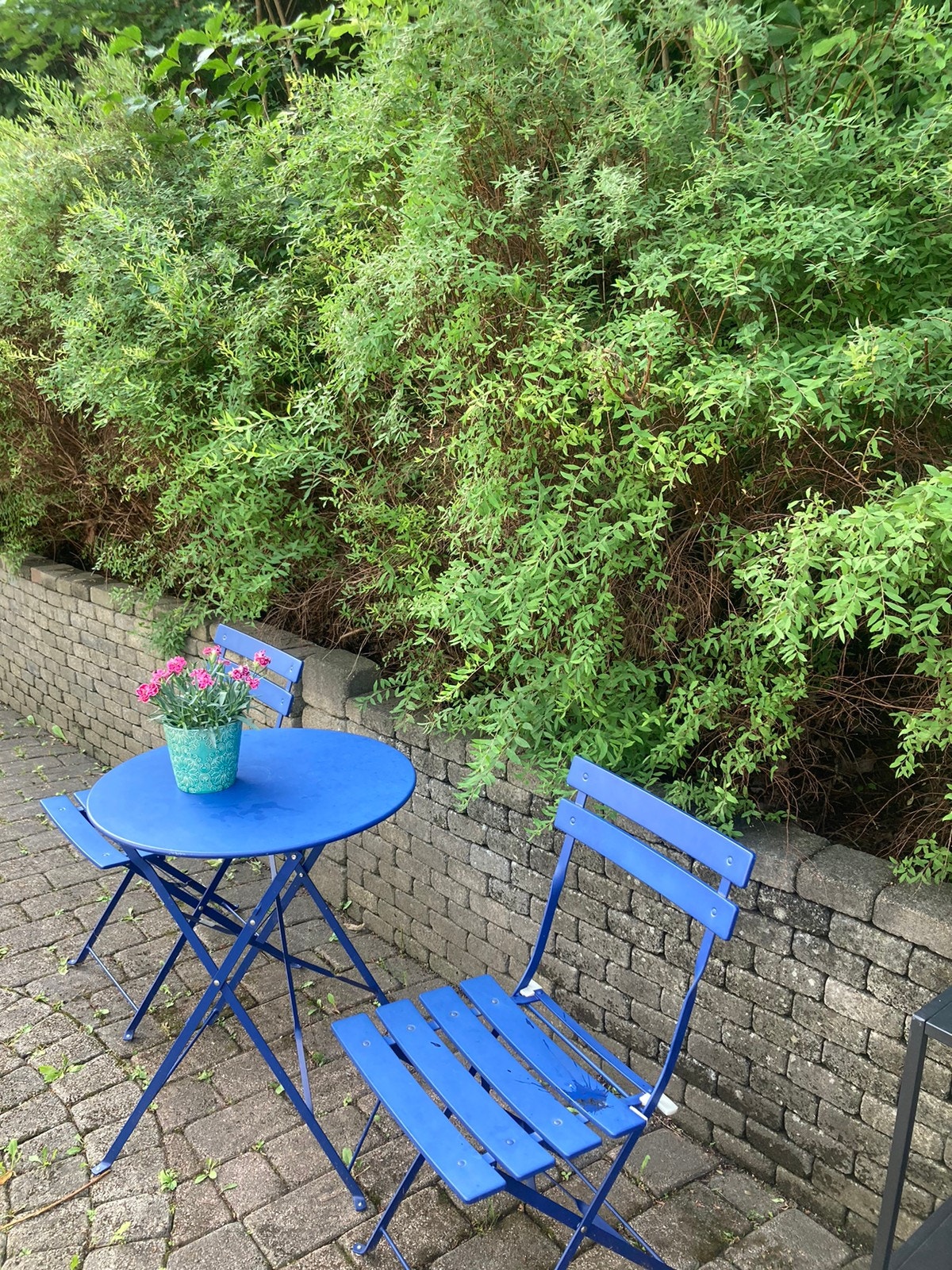 Mot hekk ved leietakers inngang Galleribilde