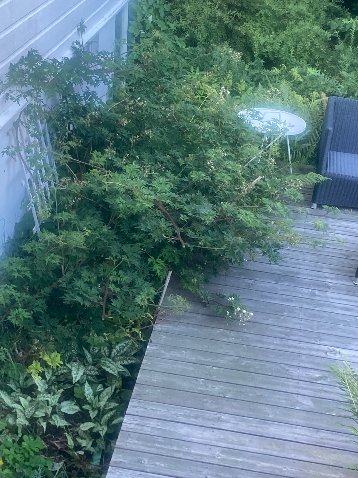 Bjørnebær - deler gjerne med leietaker Galleribilde