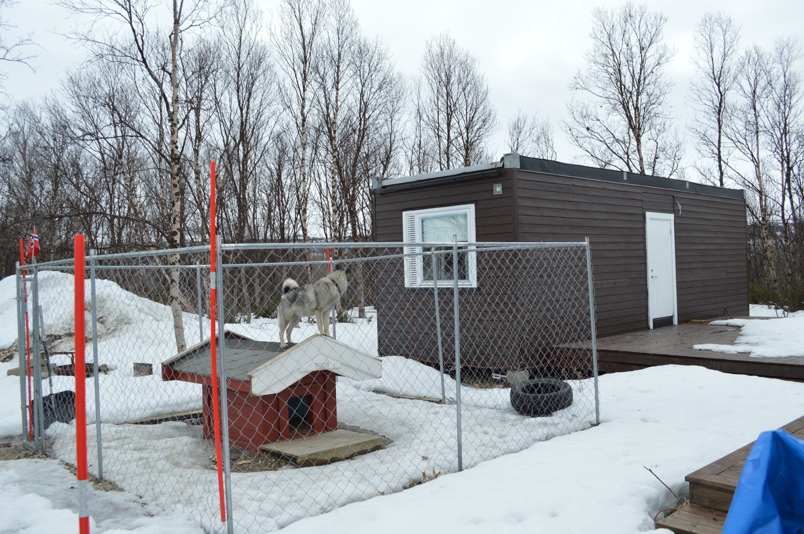 Fin liten hundegård Galleribilde