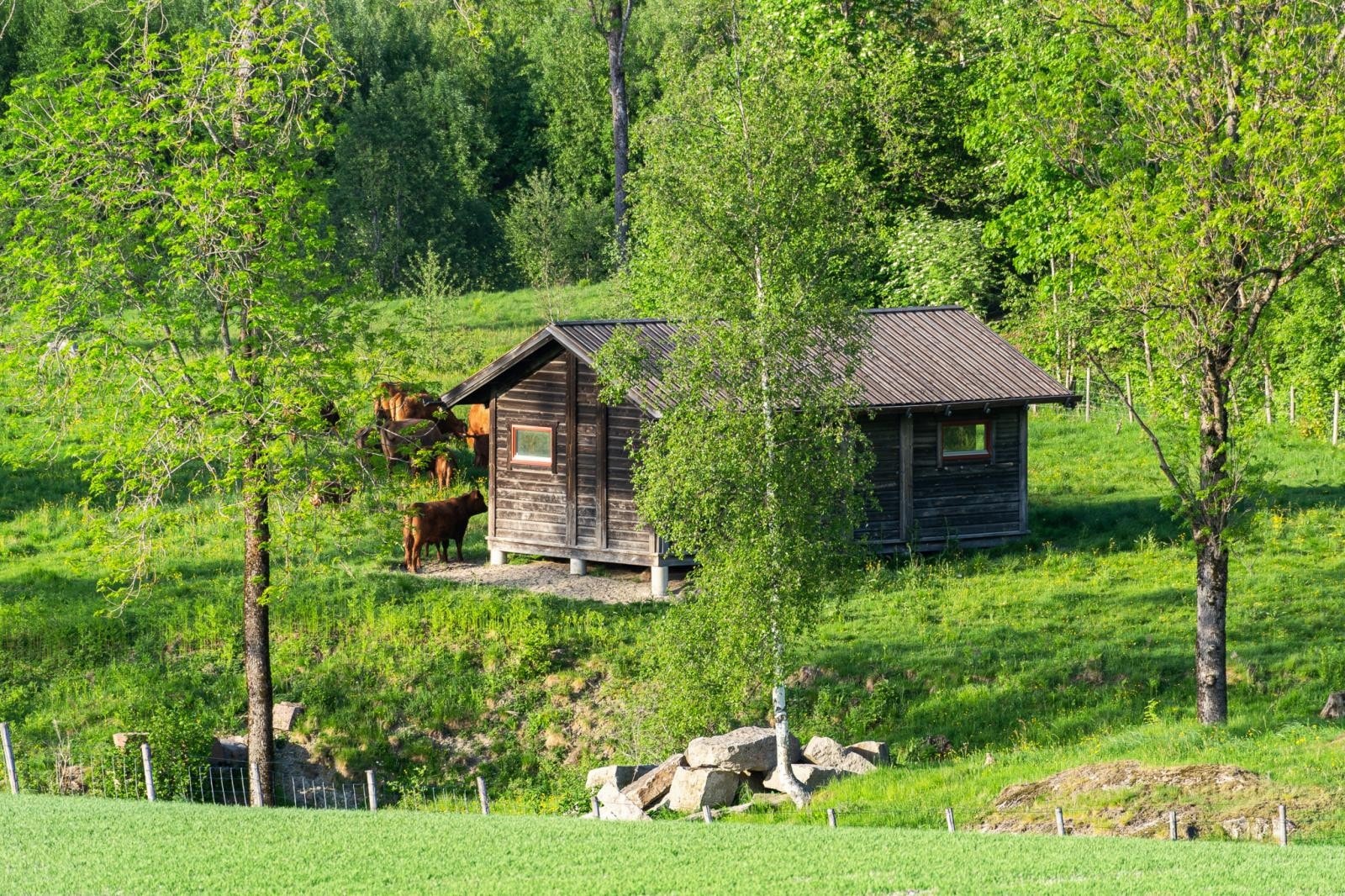 Sommerfjøs (2015) på beitet. Et flott skjul for dyrene når det er dårlig vær. Galleribilde