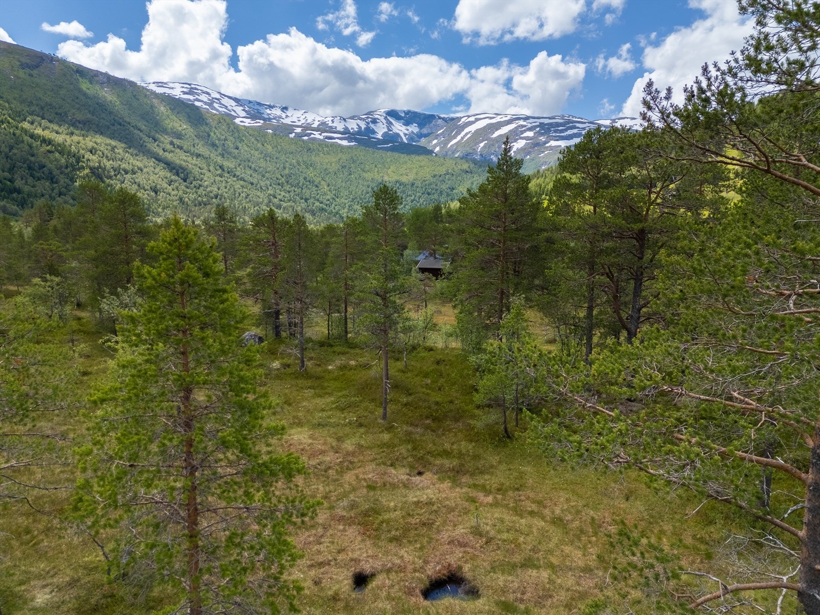 En stor, usjenert hyttetomt på hele 2008m2, i et veletablert hyttefelt på Eggjareid. Galleribilde