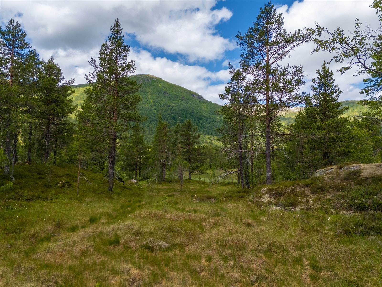 Tomten er relativt flat og er tilrettelagt for utbygging av en fritdsbolig. Galleribilde