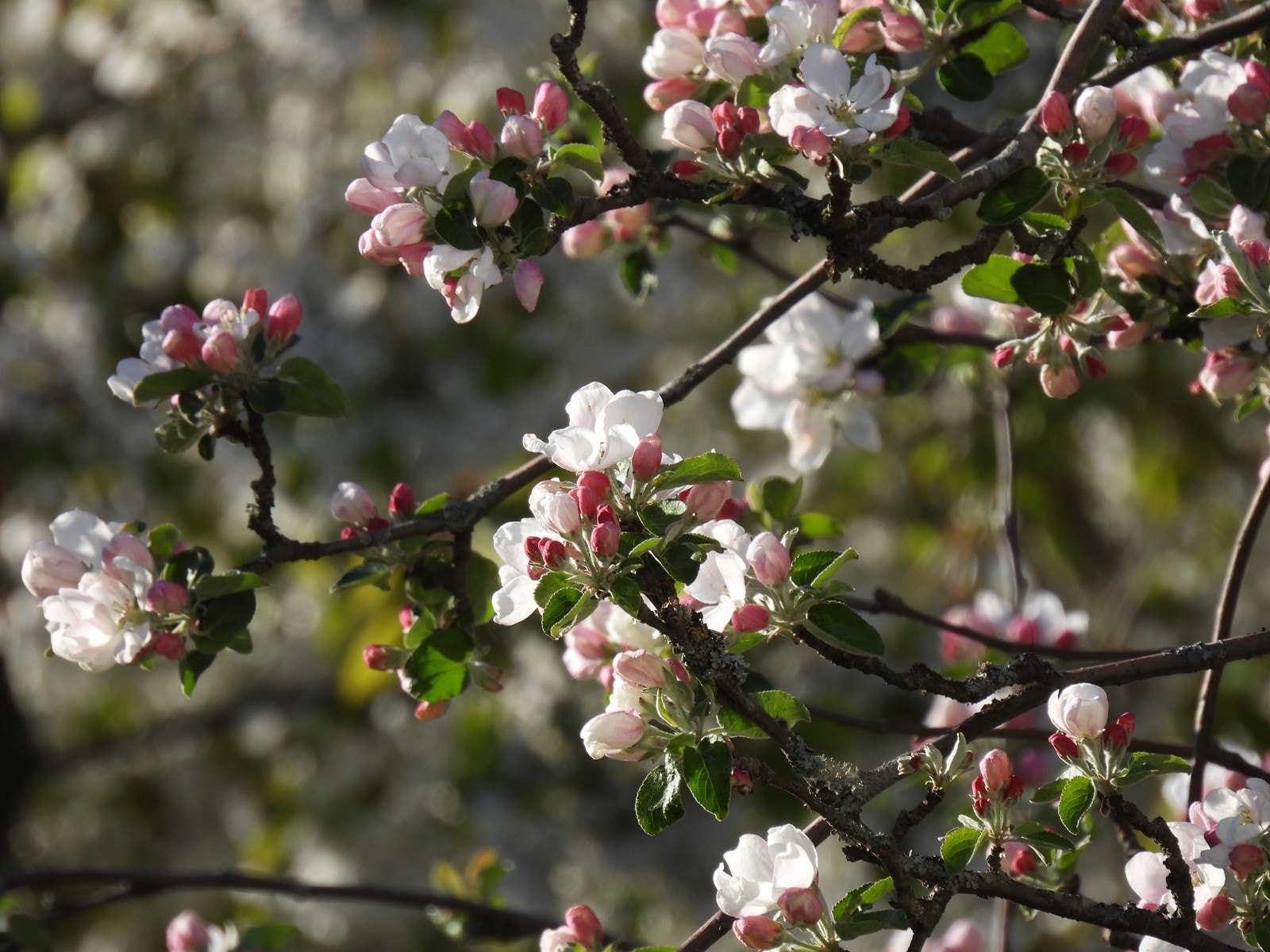 Epleblomst fra hagen Galleribilde