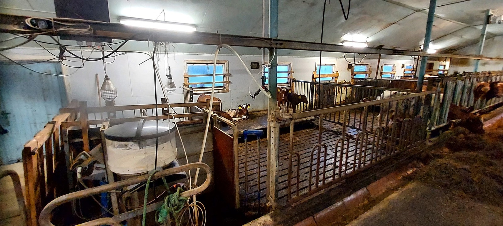 DeLaval kalvdrikkeautomat fra 2021 Galleribilde