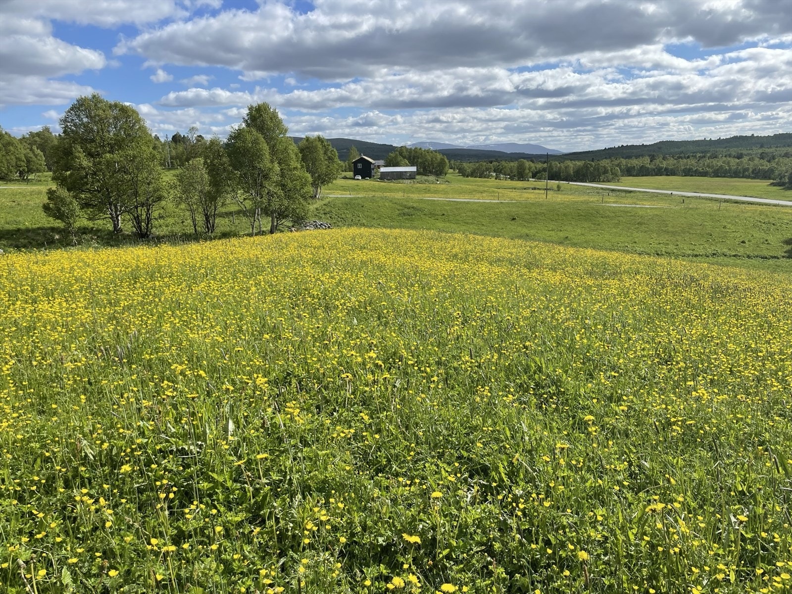 Sommer på Glåmos. Galleribilde