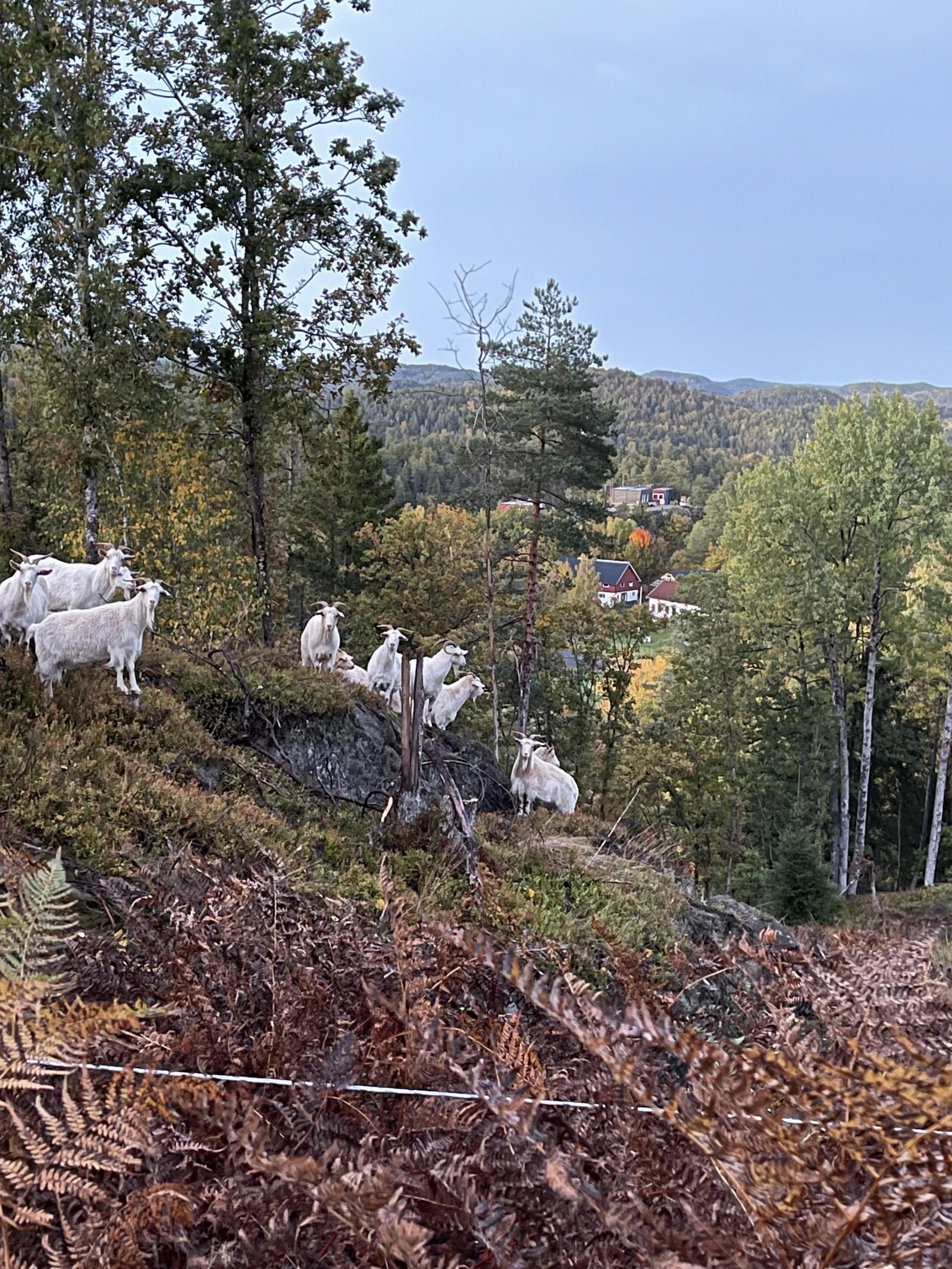 Miljøbilde med gården i bakgrunnen Galleribilde