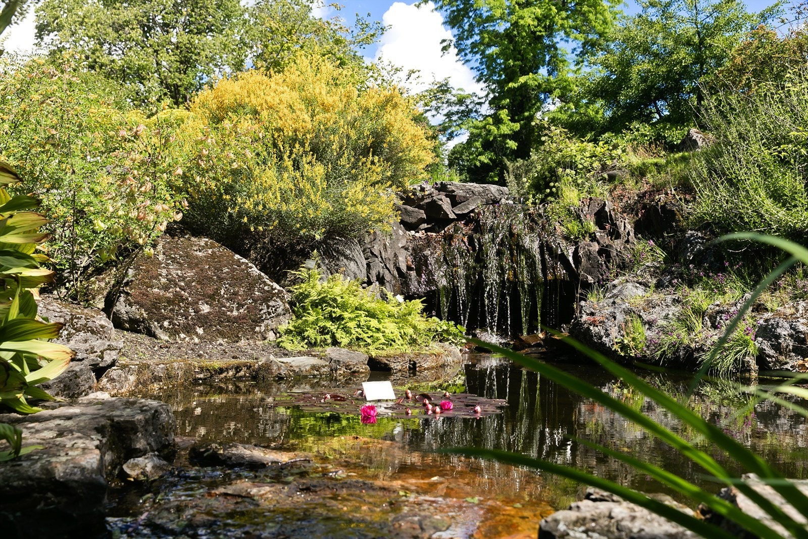 Det er mange spennende muligheter i område! Besøk Botaniske hage! Galleribilde
