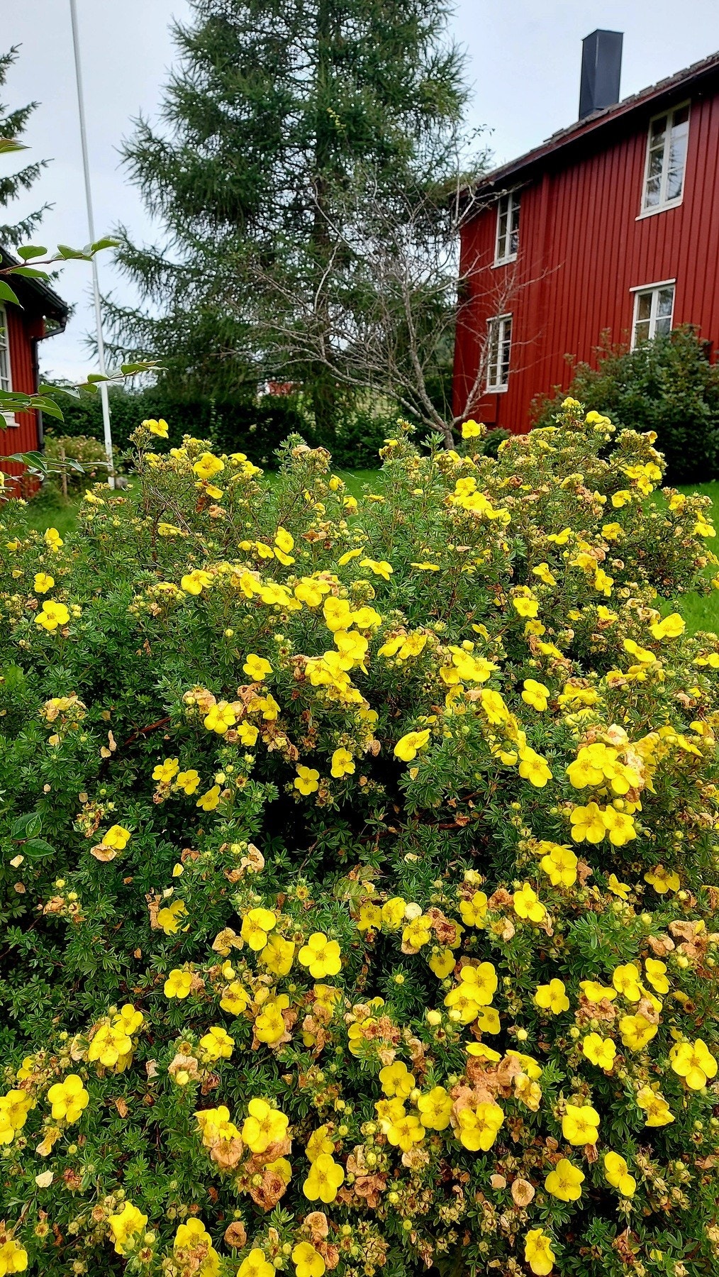 Selgers egne bilde av hage Galleribilde
