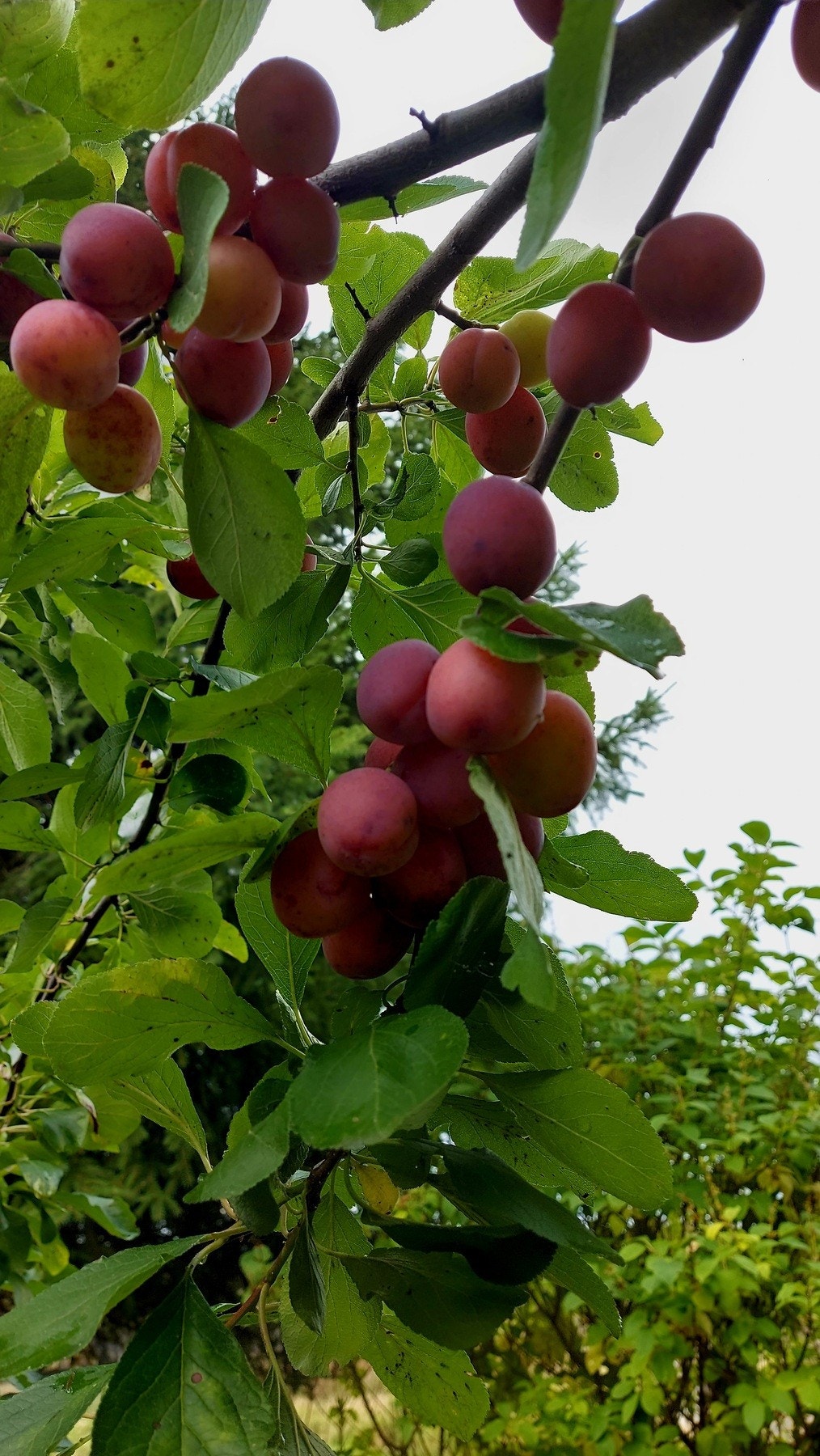 Selgers egne bilde av hage Galleribilde