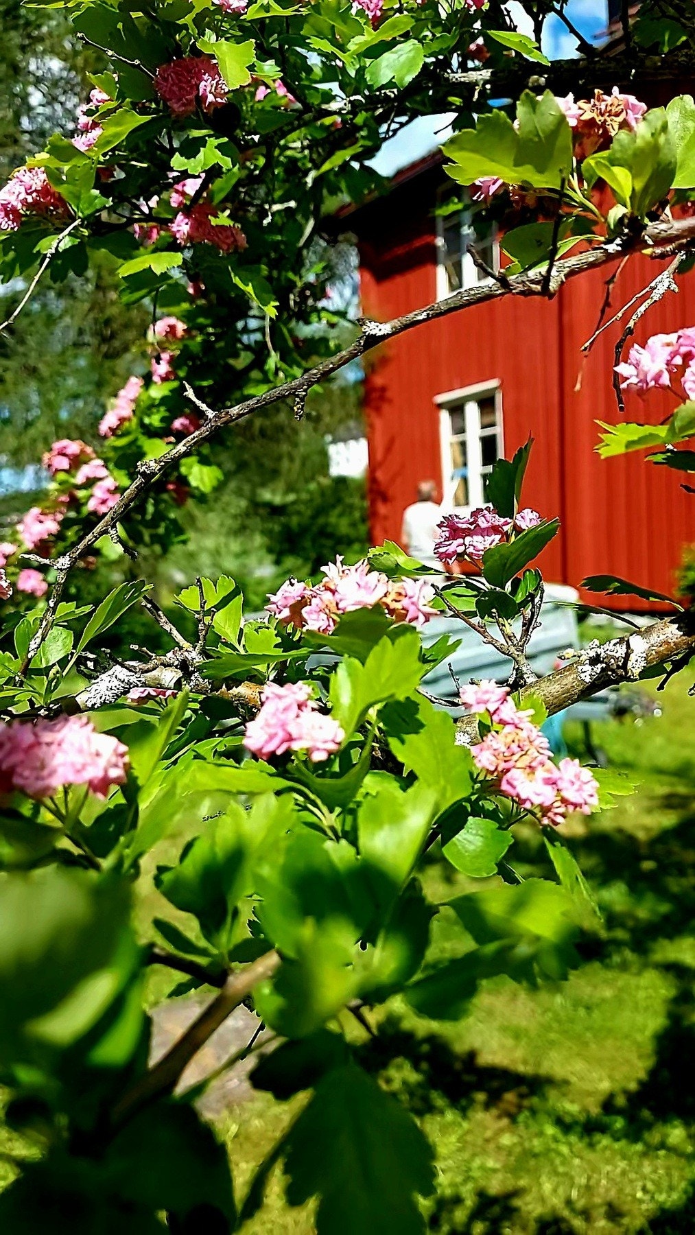 Selgers egne bilde av hage Galleribilde