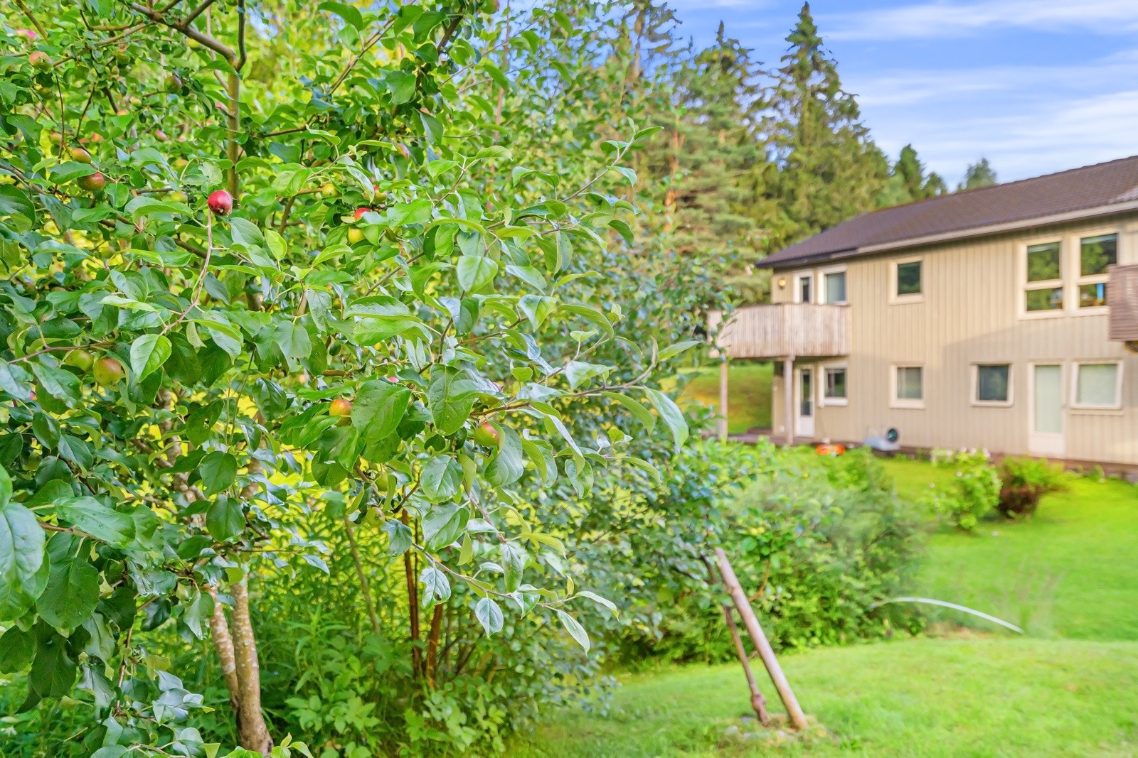 Epletre i hagen. Galleribilde