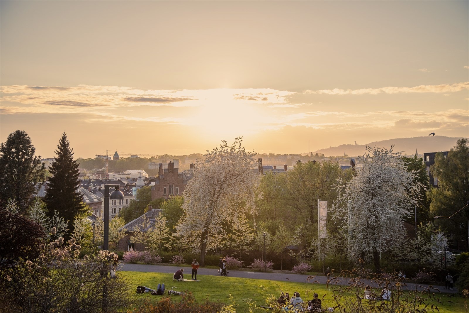 Områdebilde - Tøyenparken, et ideelt sted på sommeren, byr på store, grønne og fredelige gressletter for grillinger og soling. Galleribilde
