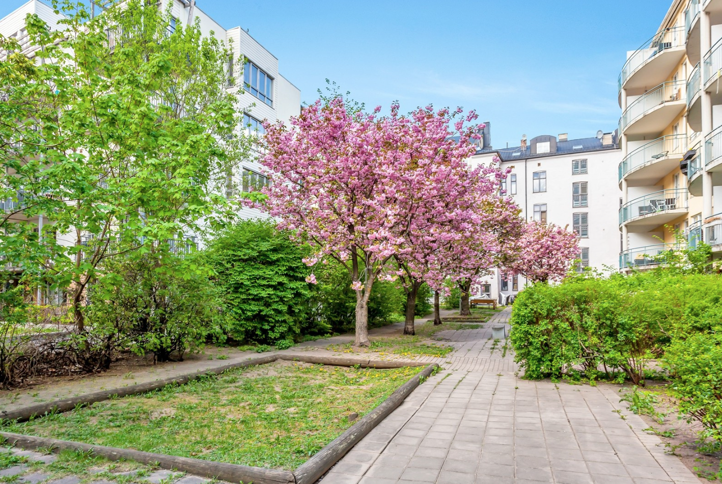 Bilde fra vårblomstringen i bakgården. Galleribilde
