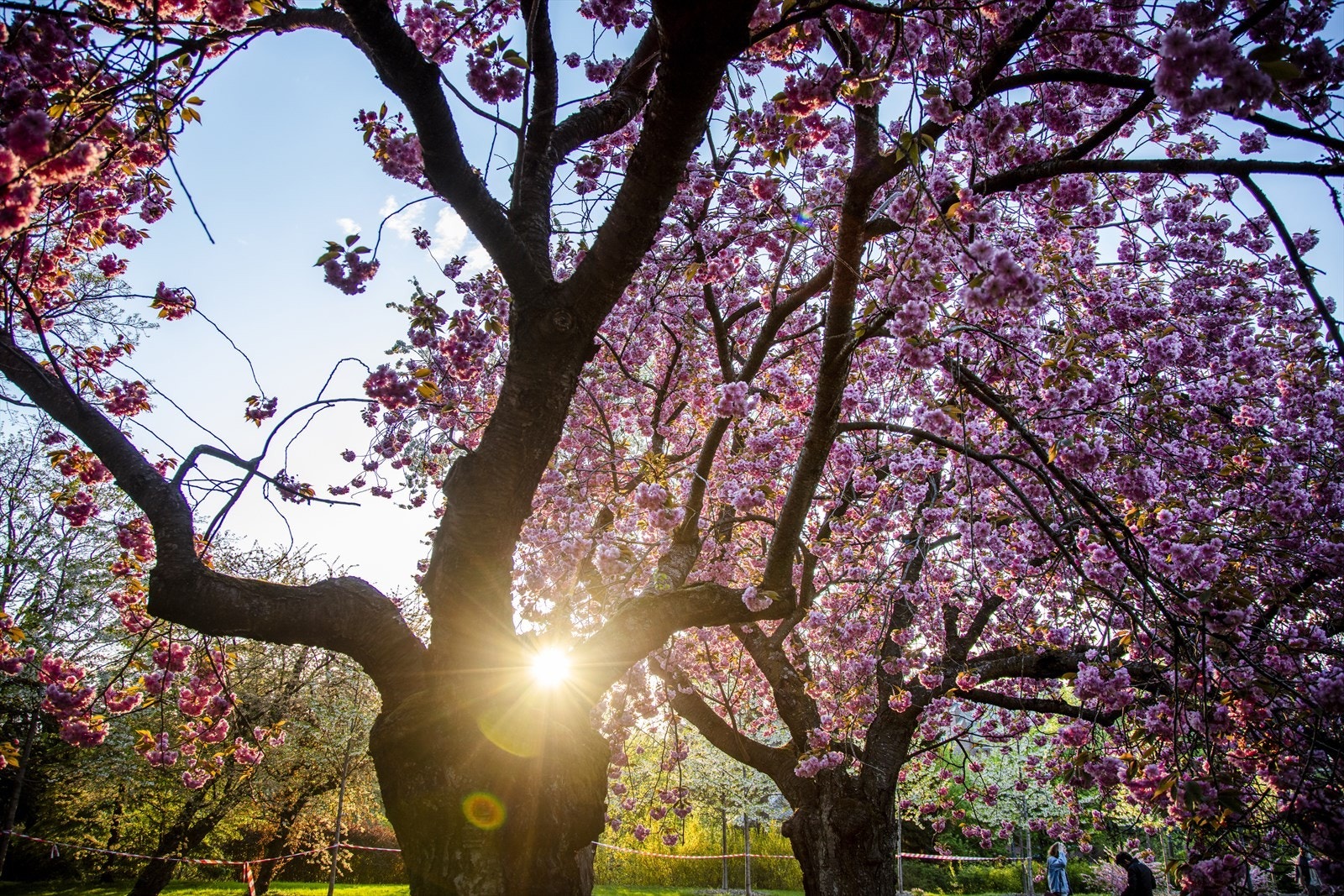 Områdebilde - Botanisk Hage er en oase med et rikt planteliv fra hele verden og fungerer som et grønt rekreasjonsområde for lokalbefolkningen. Galleribilde