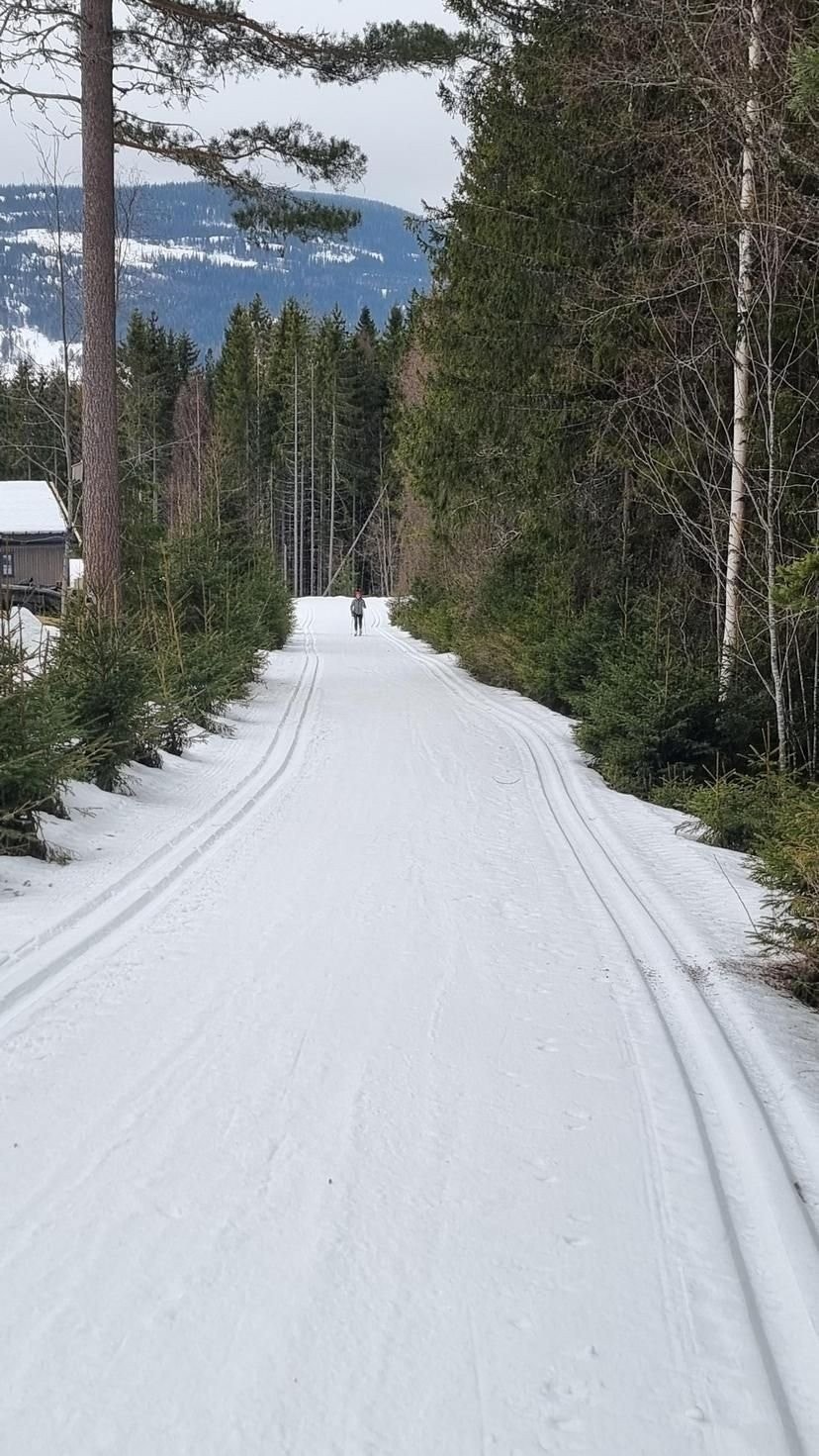 Skiløypa opp på fjellet går opp rett bak tomta Galleribilde