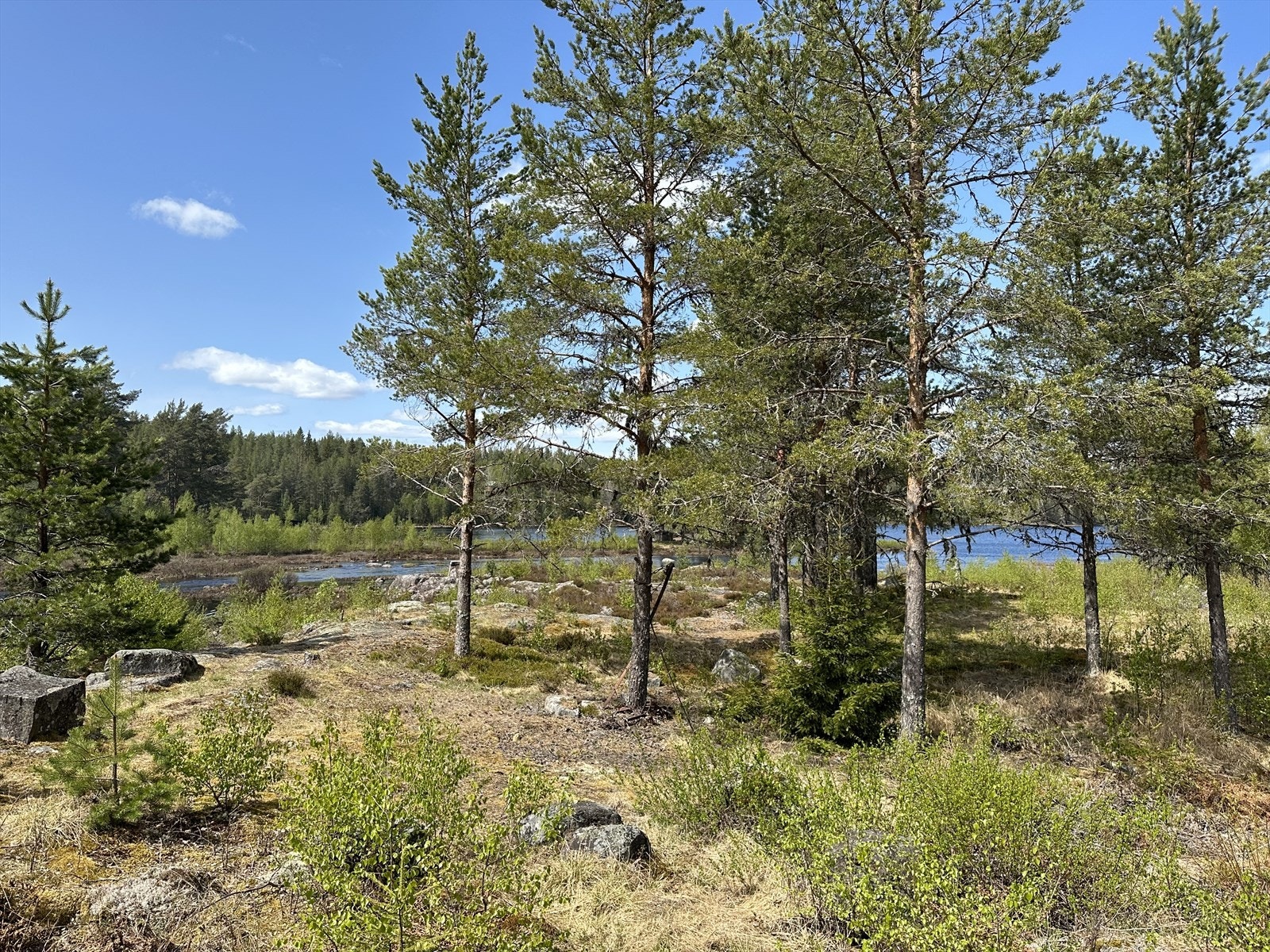 Fra nærområdet rundt tomten. Galleribilde