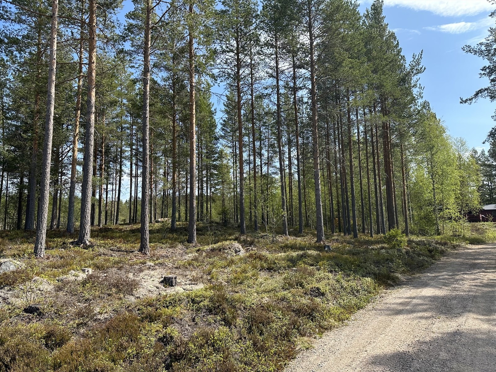 Ubebygd hyttetomt i etablert hyttefelt i Gravberget. Galleribilde