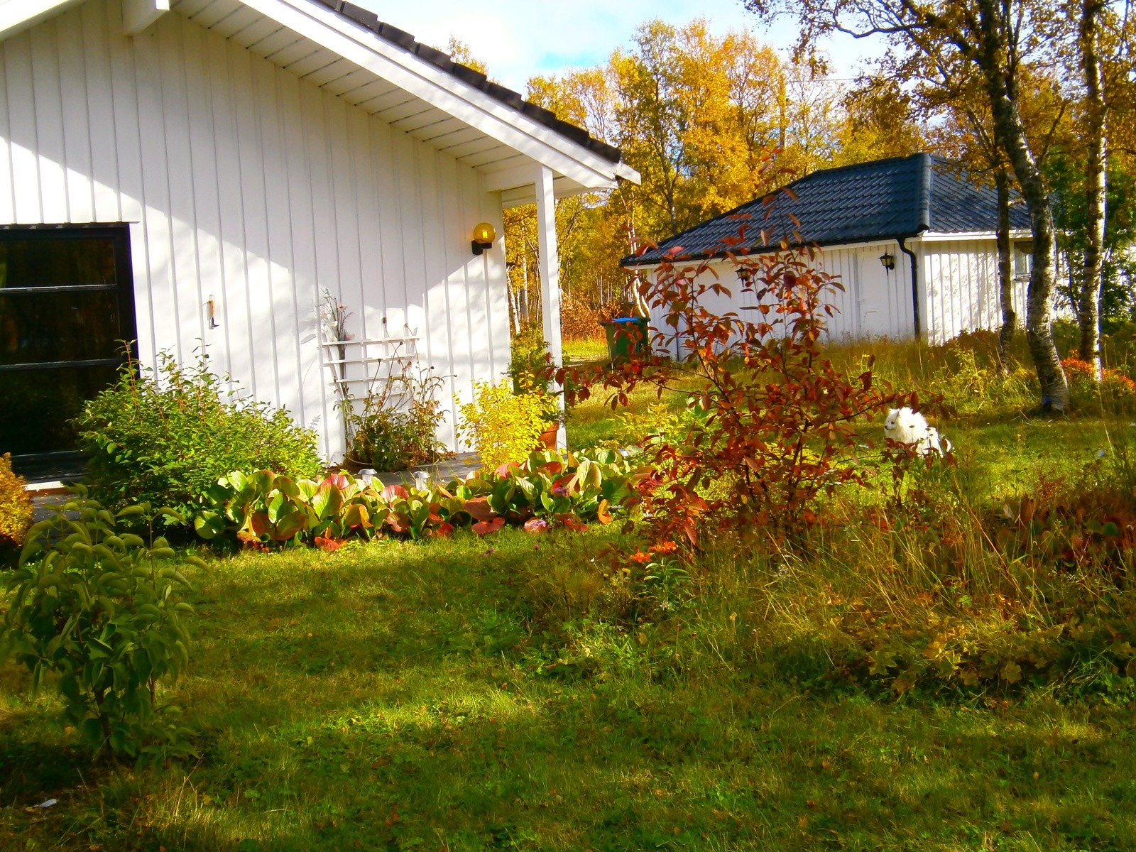 Selgers egne sommerbilder. Galleribilde