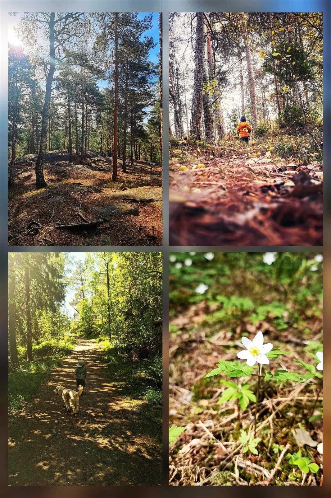 Selgers eget bilde fra området rundt blokka og på Lambertseter Galleribilde