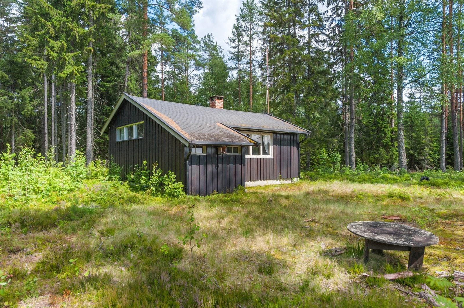 Hytta har fin beliggenhet under furutrærne Galleribilde