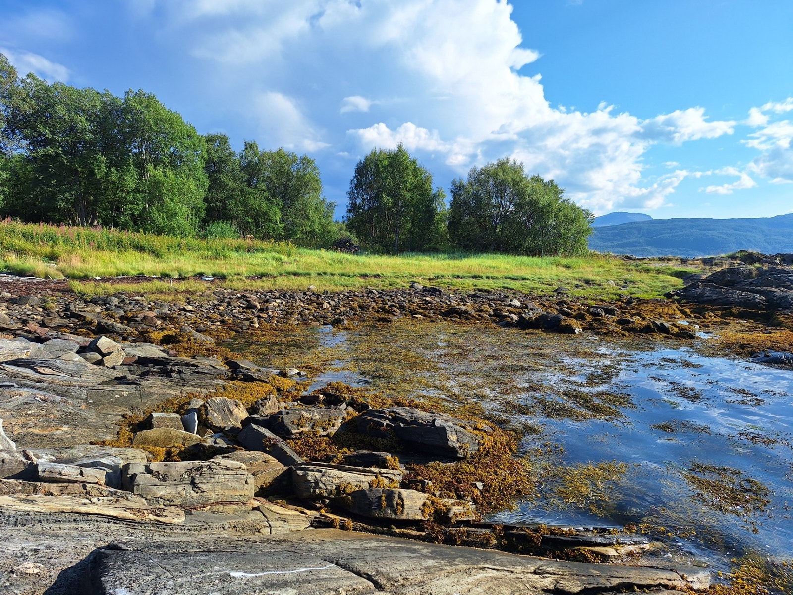 En del strandlinje. Galleribilde