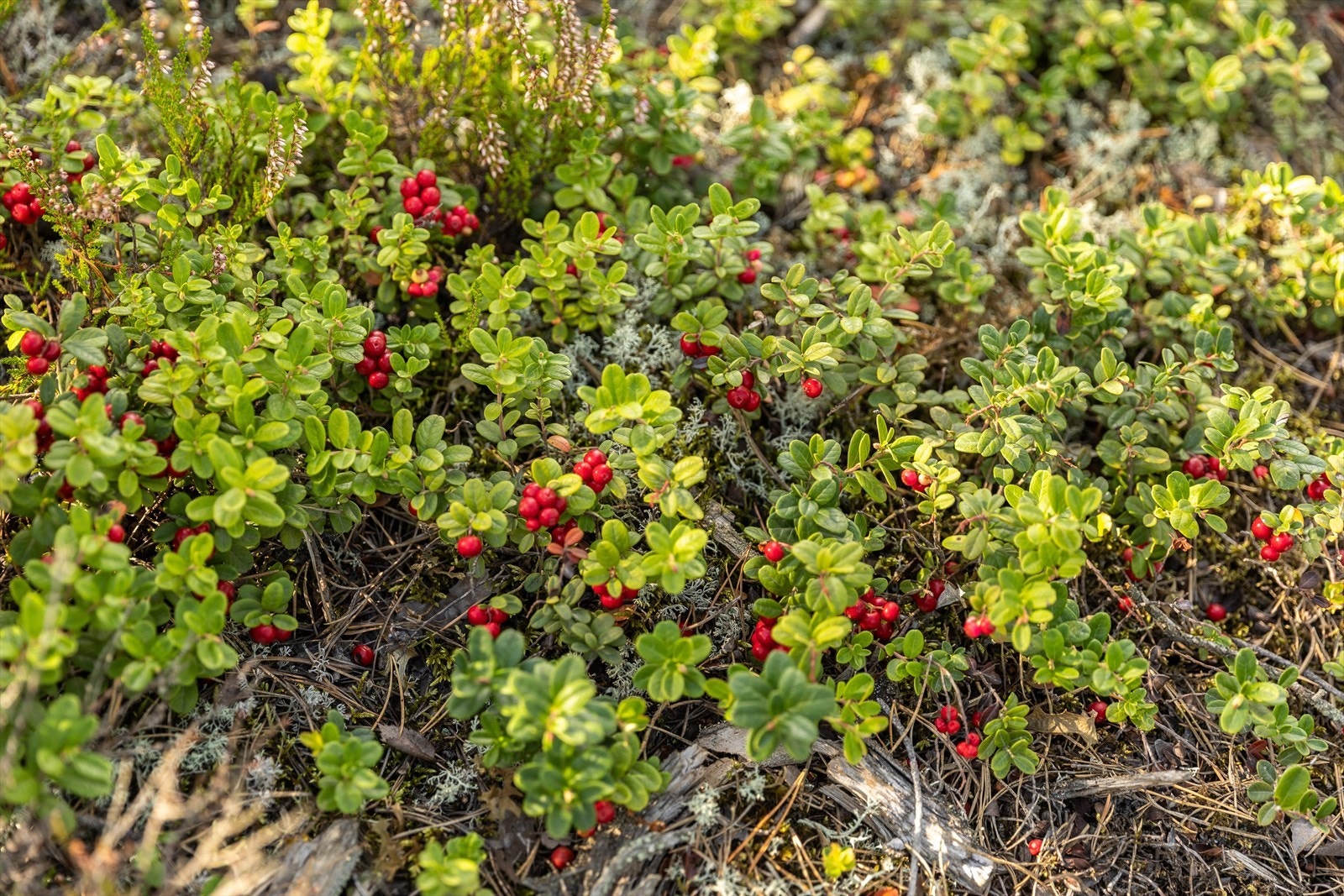 På Vik skog bor du med naturen som nærmeste nabo. Det er rikelig med bær rett utenfor døra og området byr på flotte tur og bademuligheter. Galleribilde