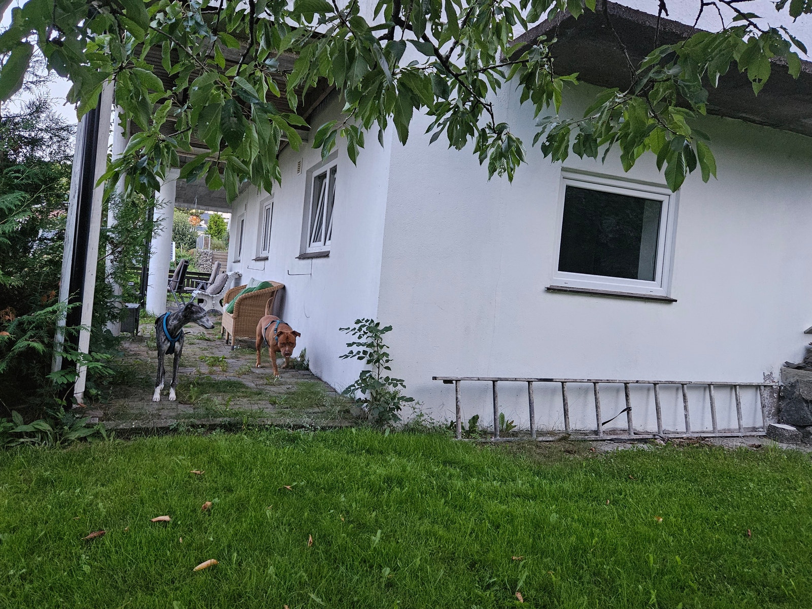 Hageflekk utenfor soverommet med kveldssol Galleribilde