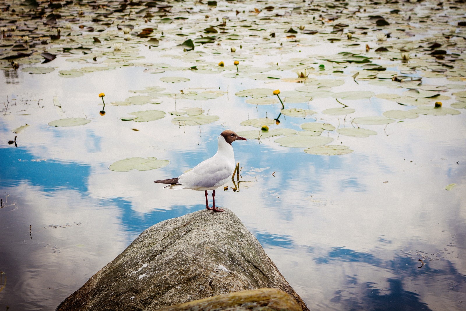 Bilde fra Stokkavatnet Galleribilde